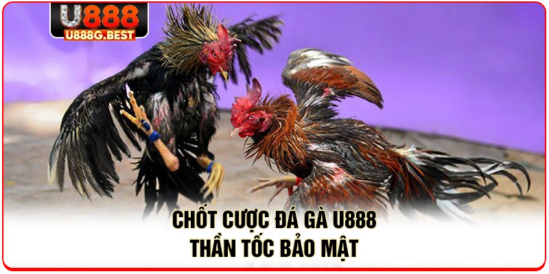Chốt cược đá gà u888 thần tốc bảo mật 